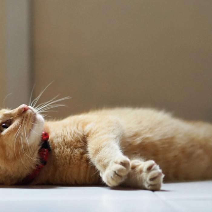Kerzenwachs am Schwanz! Perverser missbraucht Katze