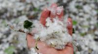 Ist Pappelwolle für Allergiker gefährlich?