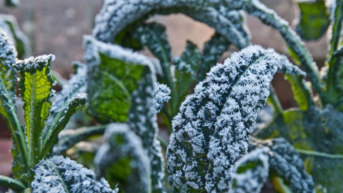 Das Hochbeet bietet G&auml;rtnern im Winter einige Vorteile. (Foto)