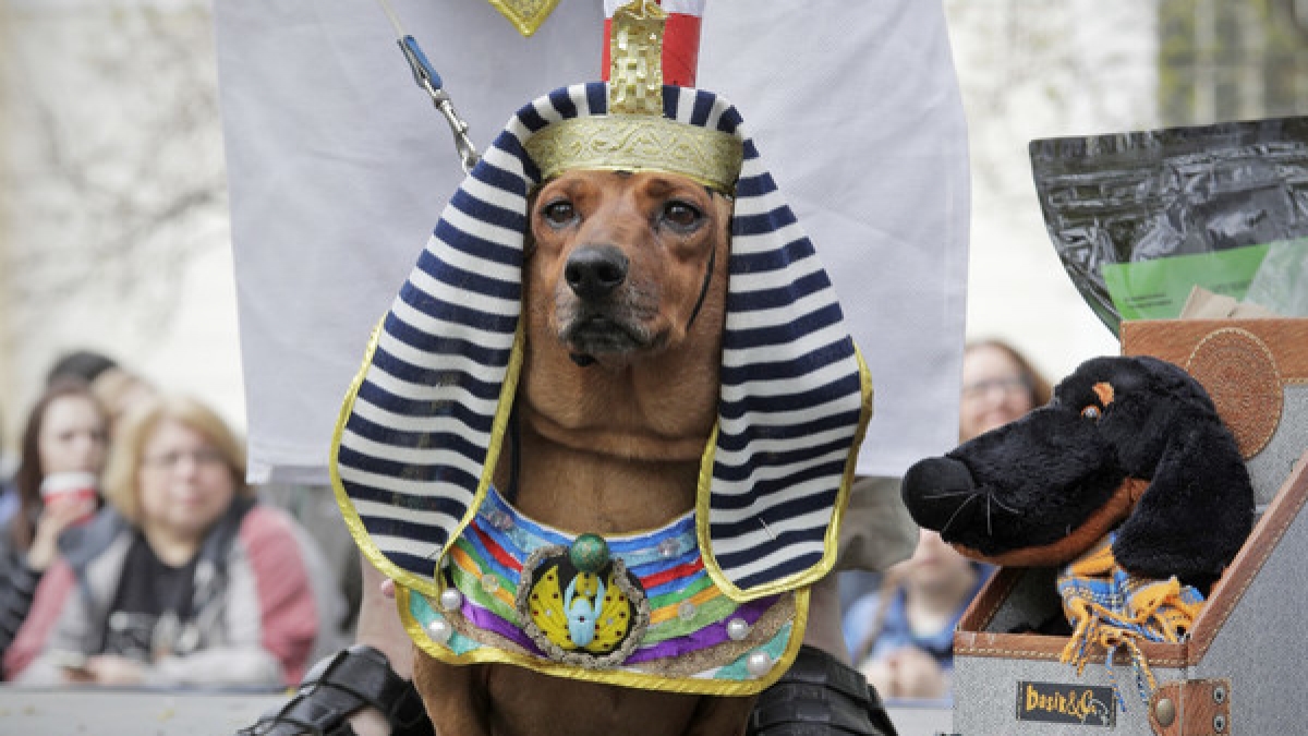 Bei der j&auml;hrlich staffindenden Dackelparade in St. Petersburg waren auch in diesem Jahr wieder zahlreiche verkleidete Vierbeiner zu bestaunen. (Foto)
