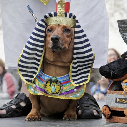 Ach du dicker Hund! Diese kostümierten Dackel sind der Brüller