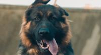 Ein Mädchen kam in Russland beim Gassigehen mit ihren Hunden zu Tode.