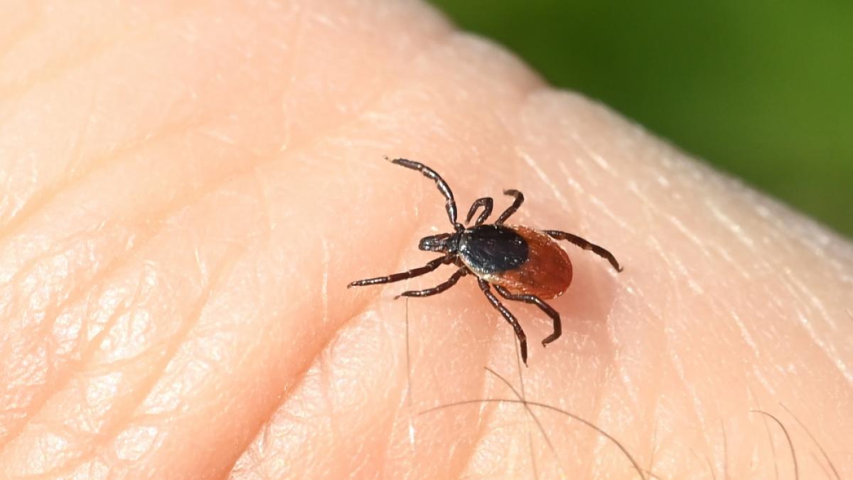 Vorsicht, Blutsauger! Zecken breiten sich in Deutschland zunehmend aus - und erobern bislang verschont gebliebene Regionen. (Foto)
