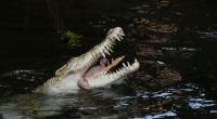 In Indien hat ein Arzt 50 Männer ermordet und ihre Leichen anschließend an Krokodile verfüttert.