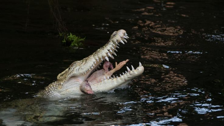 In Indien hat ein Arzt 50 Männer ermordet und ihre Leichen anschließend an Krokodile verfüttert.