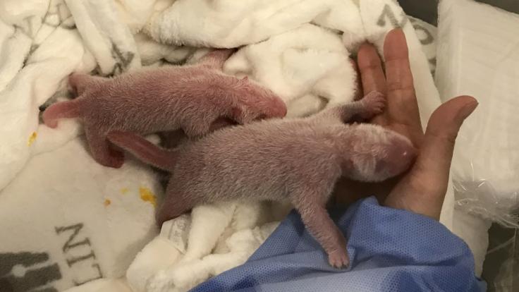 Die neugeborenen Panda-Zwillinge sind bei der Erstversorgung im Zoo Berlin.