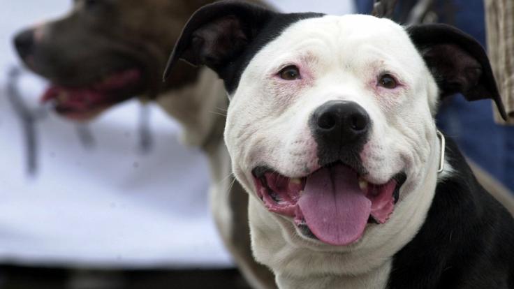 Ein Pitbull wurde Opfer eines abscheulichen Gang-Rituals.