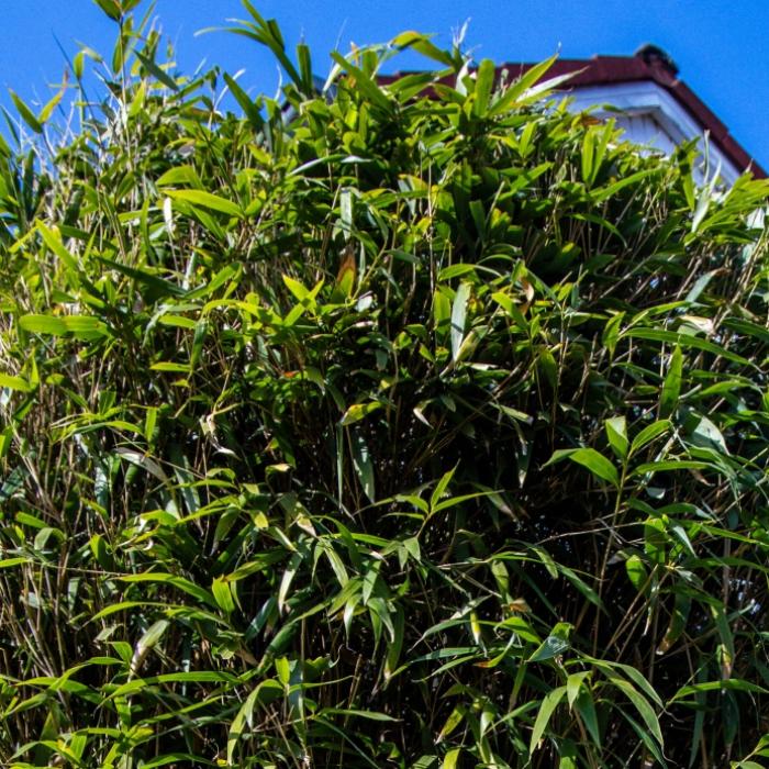 Der erbitterte Kampf an der Gartengrenze