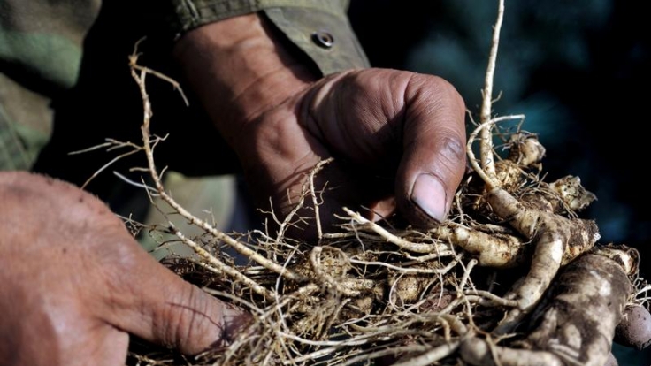 Keine Ginseng-Pflanzen aus dem Urlaub mitbringen