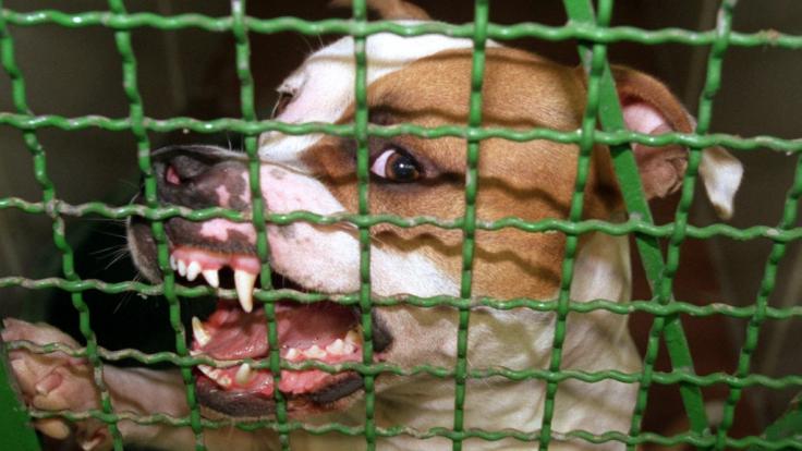 Eine 66 Jahre alte Frau aus den USA wurde bei einem Spaziergang von zwei Pitbulls zerfleischt und tödlich verletzt (Symbolbild).