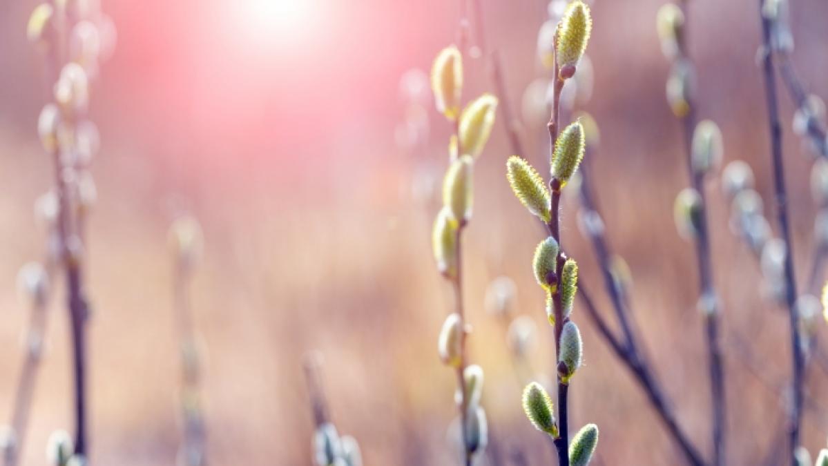 Wie wird das Wetter an Ostern 2023? (Foto)