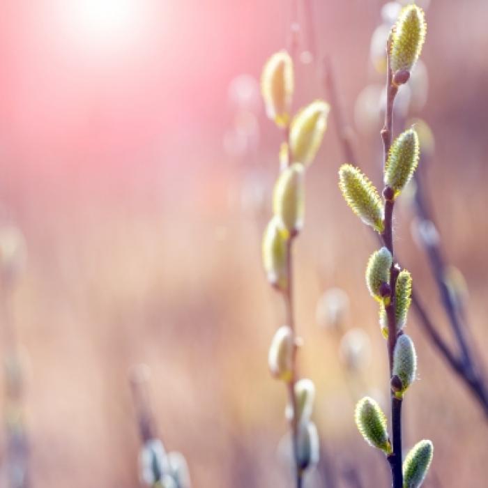 Frost-Klatsche vor Ostern! So wird das Wetter an den Feiertagen