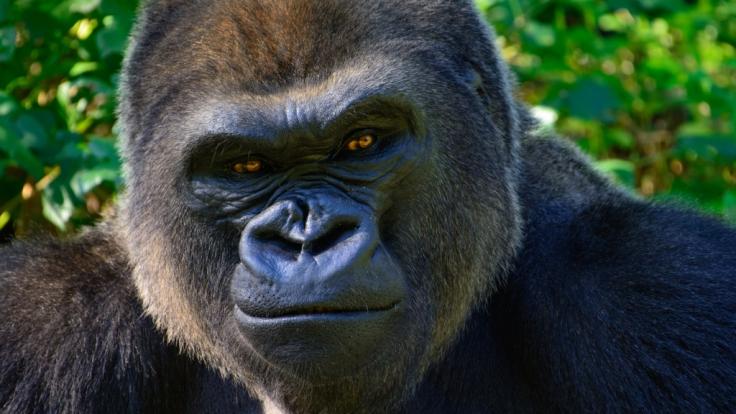 Im Virunga-Nationalpark wurden sechs Ranger von Rebellen getötet.