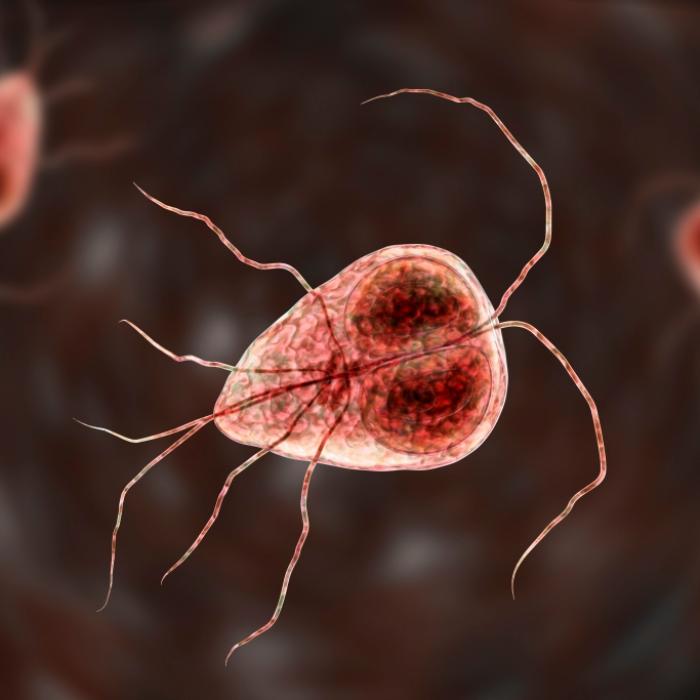 Wie gefährlich sind die Darmparasiten für den Menschen?
