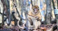 Nicht ganz so friedlich wie dieser Berberaffe war der Horror-King-Kong-Verschnitt im Zoo Chester mit der Möwe zu Gange