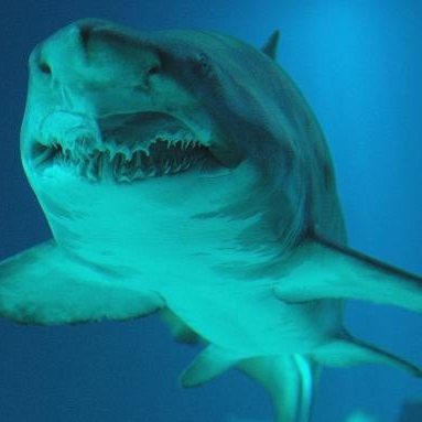 Riesiger Hai reißt Kampfschwimmer Hand und Bein ab