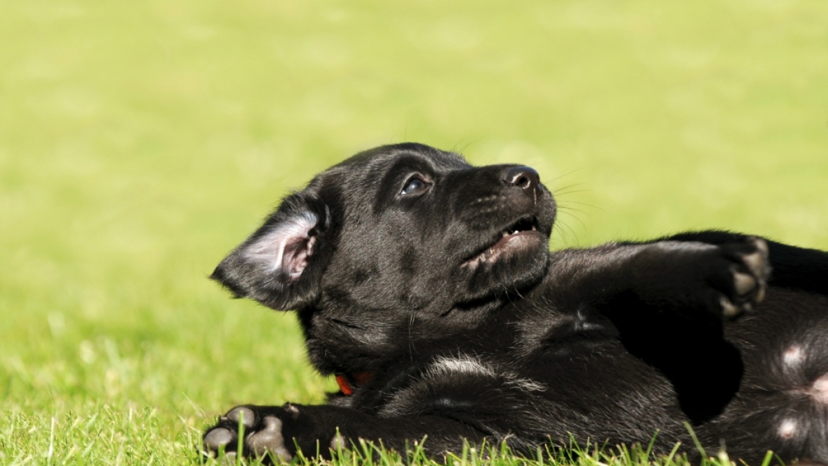 Ein Hundewelpe wurde in der T&uuml;rkei verst&uuml;mmelt - und damit zum Politikum. (Foto)