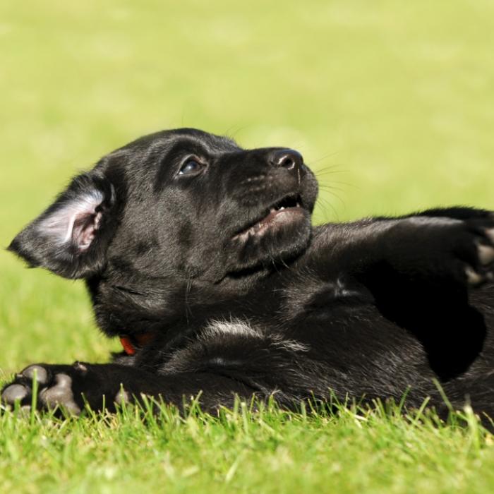 Grausam! Hundewelpen Schwanz und Pfoten abgeschnitten