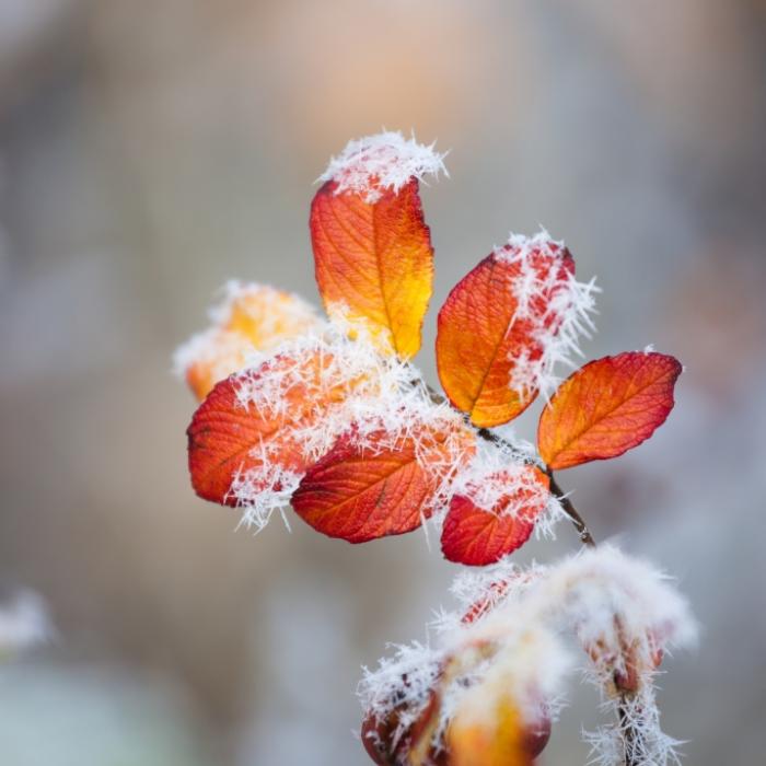 Frost im September? Das sagt der 100-jährige Kalender voraus