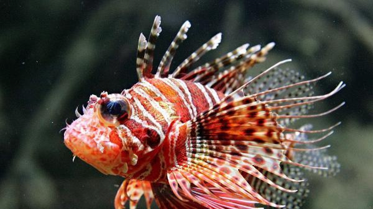 Der hochgiftige Rotfeuerfisch bedroht Europas Badestr&auml;nde. (Foto)