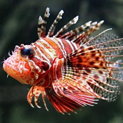 Giftige Fische bedrohen Europas Strände