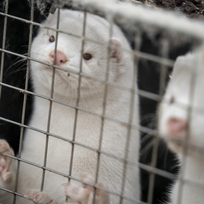 Macht die Nerz-Mutation SARS-CoV-2 jetzt noch gefährlicher?