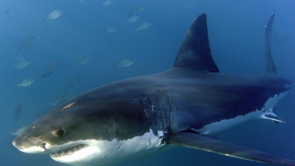 Der Hai hat den Surfer in den Oberschenkel gebissen. Er hatte keine Chance. (Foto)