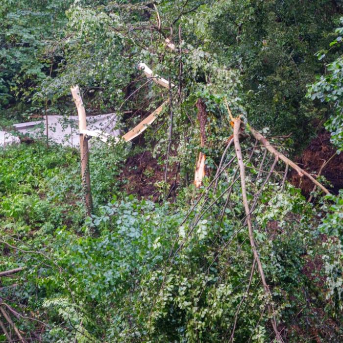 Umgestürzter Baum erschlägt Mann – Videos zeigen Verwüstung