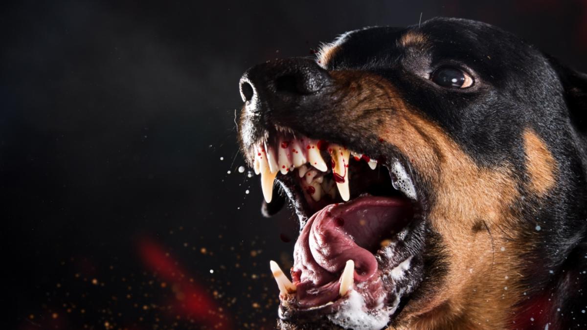 F&uuml;r ein vierj&auml;hriges M&auml;dchen endete eine Hunde-Attacke im nordenglischen Carrington im Krankenhaus (Symbolfoto). (Foto)