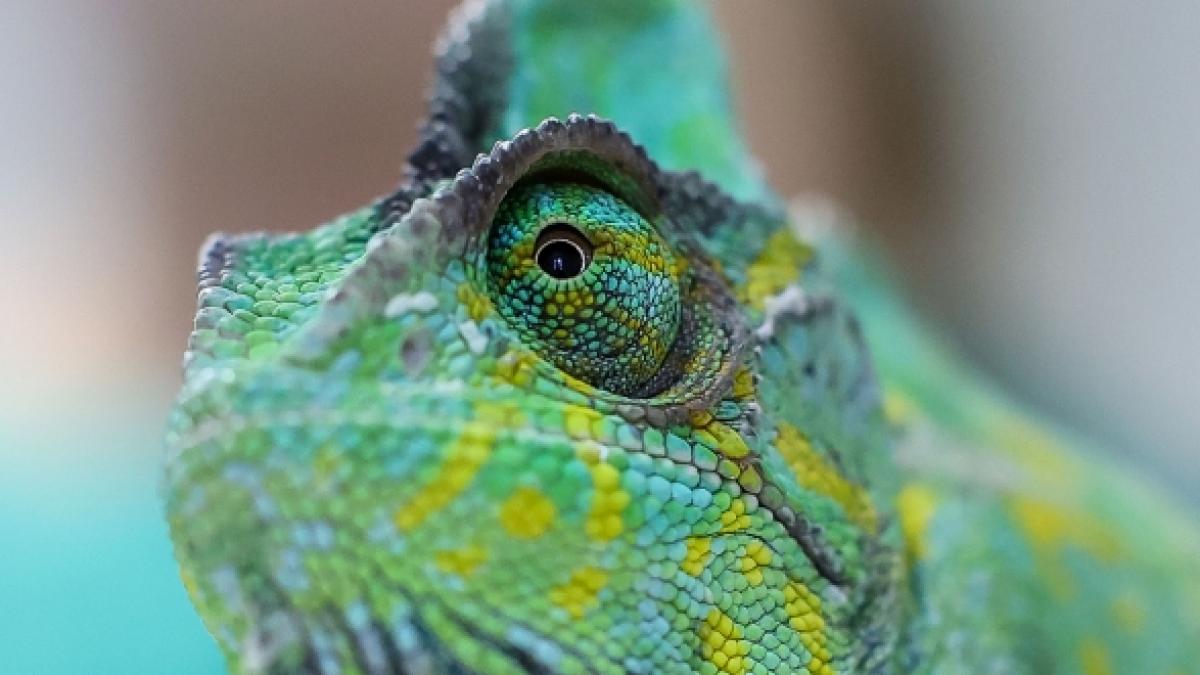 Ein M&auml;dchen nach einem Leguanbiss eine mysteri&ouml;se Beule am Finger.&nbsp; (Foto)