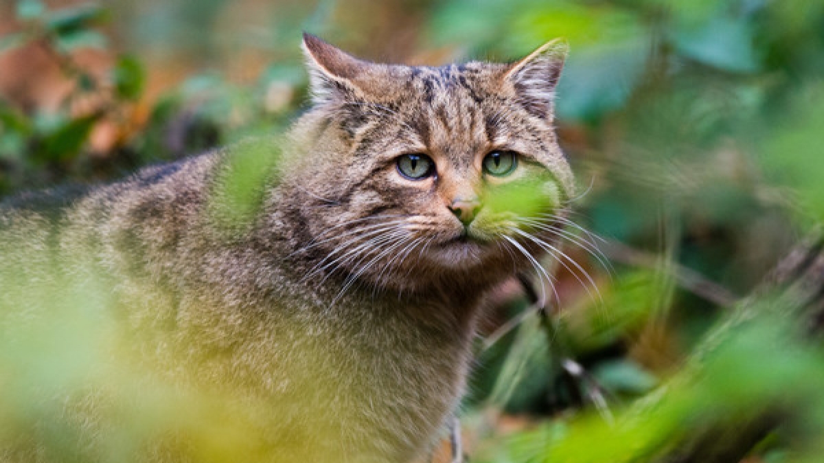 21 Katzen hat Robert Farmer get&ouml;tet. (Foto)
