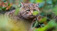 21 Katzen hat Robert Farmer getötet.
