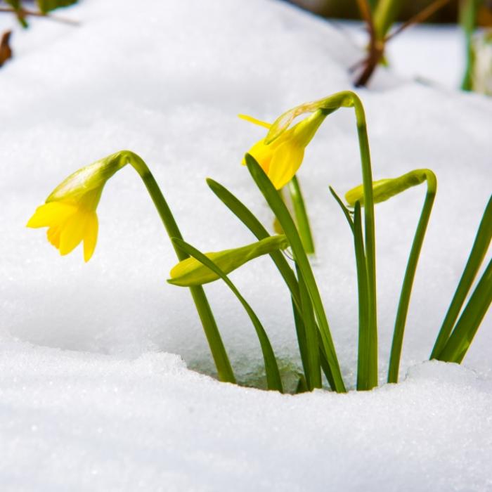 Seltenes Wetterphänomen zündet Schneebombe über Deutschland