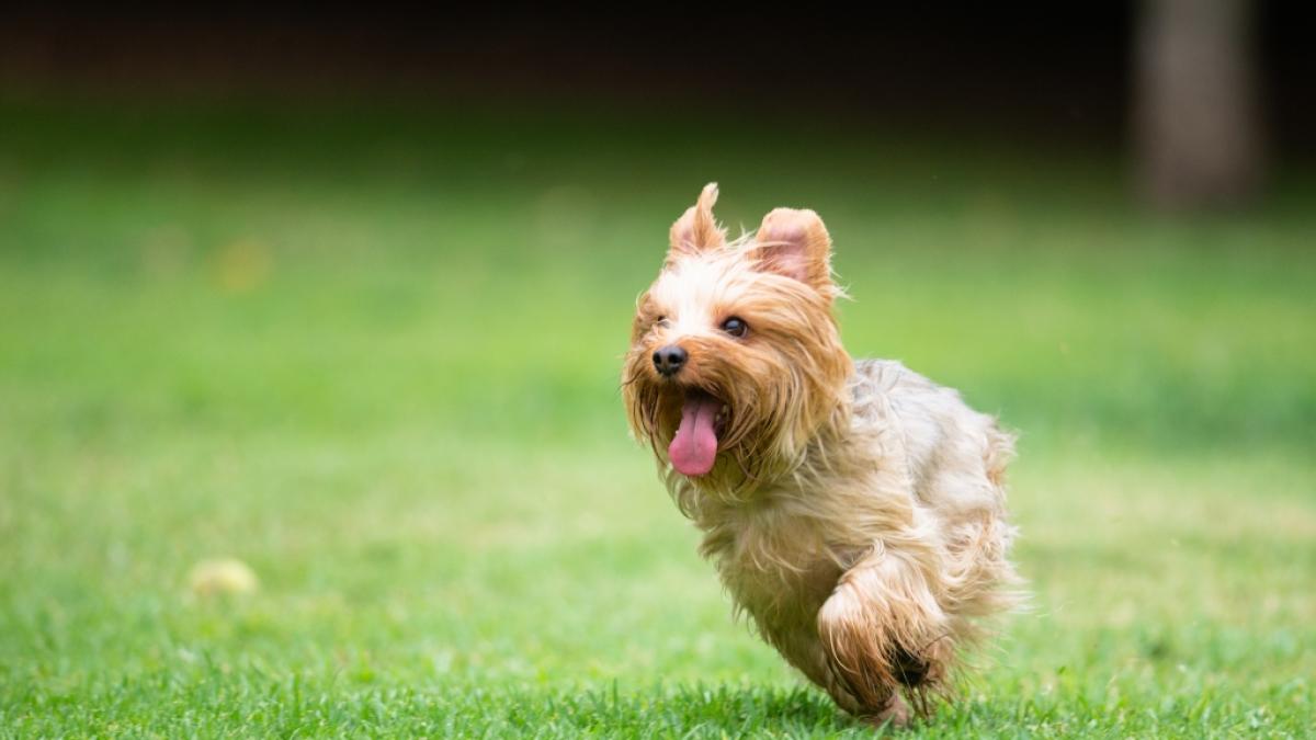 Ein Yorkshire Terrier hat zwei Kinder in Schottland verletzt. (Foto)