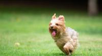 Ein Yorkshire Terrier hat zwei Kinder in Schottland verletzt.
