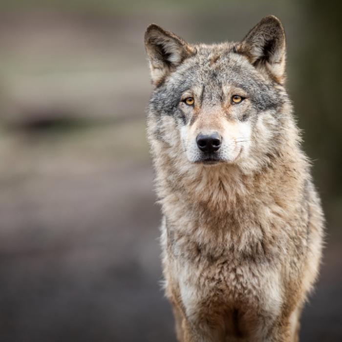 Wolf beißt Frau ins Gesicht - das passiert jetzt mit dem Tier