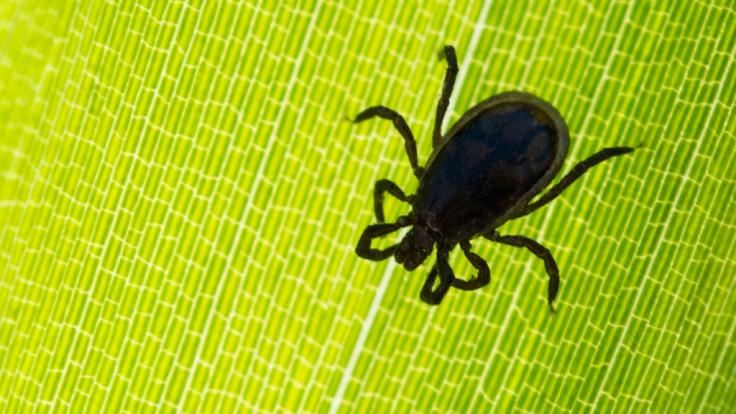 Kaum klettern die Temperaturen im Frühjahr in die Höhe, steigt auch das Zecken-Risiko an.