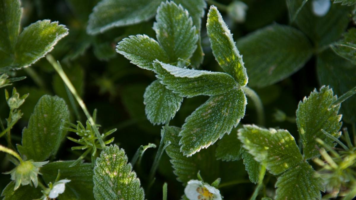 Schlagen die Eisheiligen im Mai 2024 zu? (Foto)