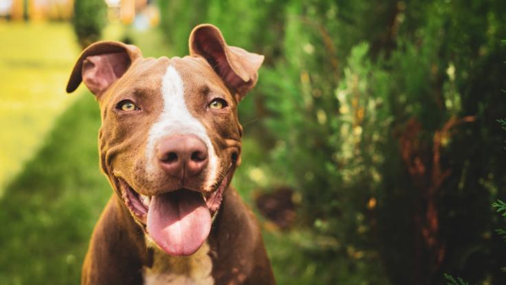 Tierqualerei Mann Aus Usa Zundet Pitbull An Tot News De