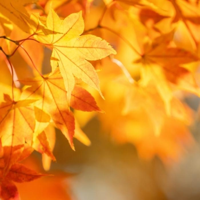 Regen-Horror statt goldener Oktober? Das sagt der 100-Jährige Kalender voraus