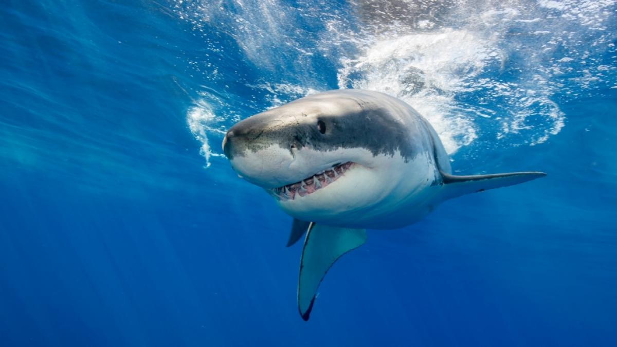Bei einer Hai-Attacke auf Hawaii wurde ein Rentner (68) schwer verletzt. (Symbolfoto) (Foto)