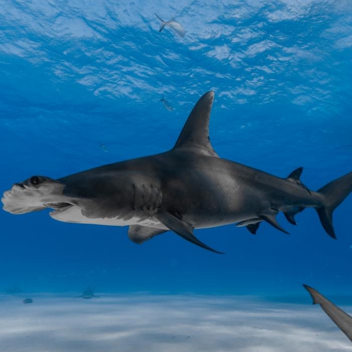 Hammerhai jagt in Strandnähe! Menschen flüchten aus Wasser