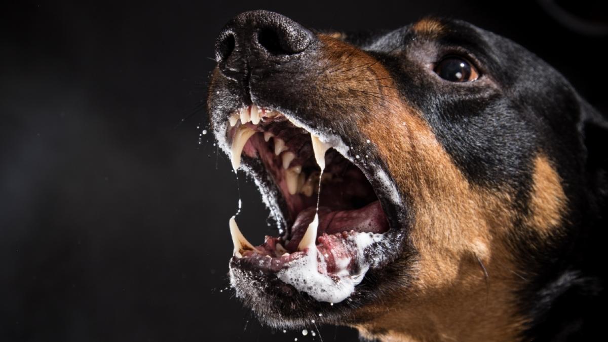 4 Hunde haben einen 7-J&auml;hrigen get&ouml;tet. (Foto)