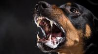 4 Hunde haben einen 7-Jährigen getötet.