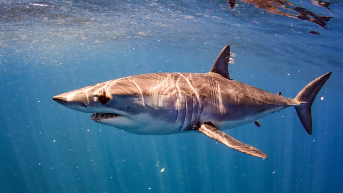 Vor der K&uuml;ste Mallorcas wurde offenbar ein Kurzflossen-Mako gesichtet. (Foto)