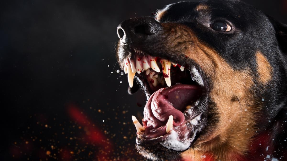 Der Rottweiler st&uuml;rzte sich auf das Baby. (Foto)