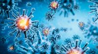 Forscher wollen ein neues Coronavirus entdeckt haben, das vermutlich von Hunden auf Menschen übersprang.