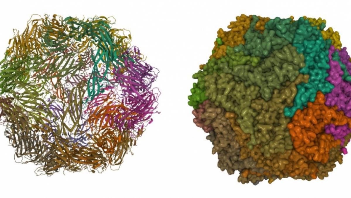 Forscher haben ein Circovirus entdeckt, dass den Menschen infizieren kann. (Symbolfoto) (Foto)