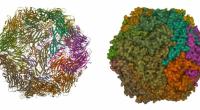 Forscher haben ein Circovirus entdeckt, dass den Menschen infizieren kann. (Symbolfoto)