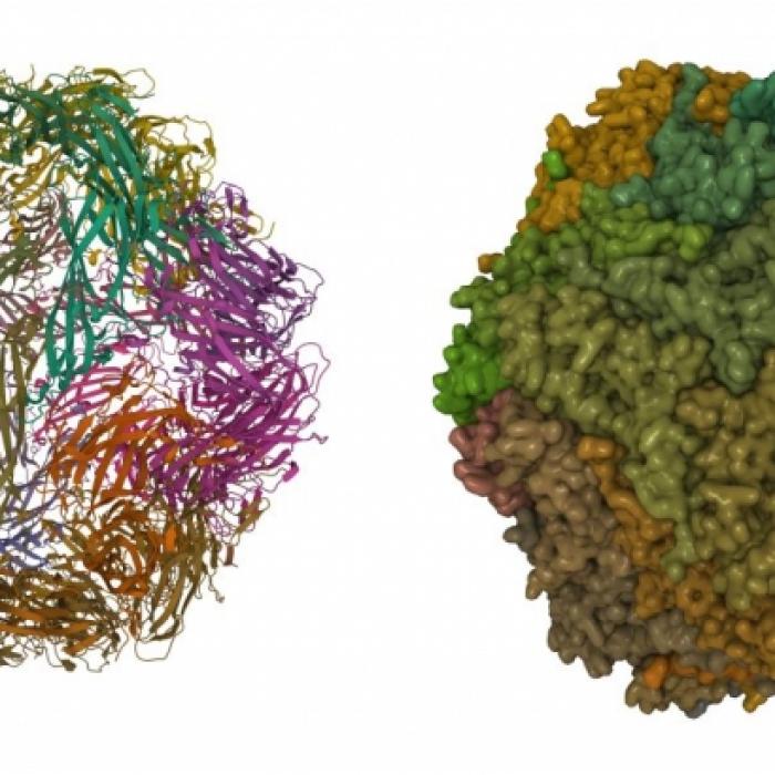 Neues Virus befällt die Leber! Ärzte warnen vor Infektionen